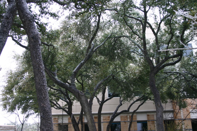 2007/01(January)/Austin-Ice-Storm/640x480_2007-01-18-Ice-Storm-Austin-43.JPG