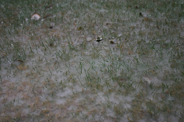 2007-01-18-Ice-Storm-Austin-45-grass.JPG