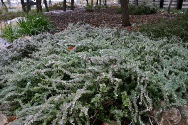2007/01(January)/Austin-Ice-Storm/640x480_2007-01-18-Ice-Storm-Austin-48.JPG