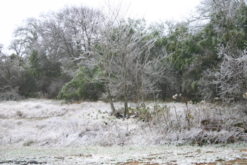 2007-01-18-Ice-Storm-Austin-15.JPG