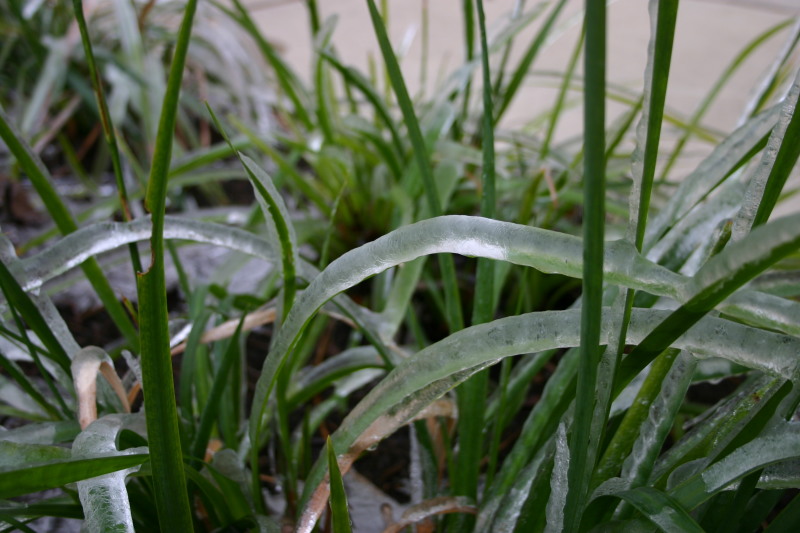 2007-01-18-Ice-Storm-Austin-26-grass.JPG