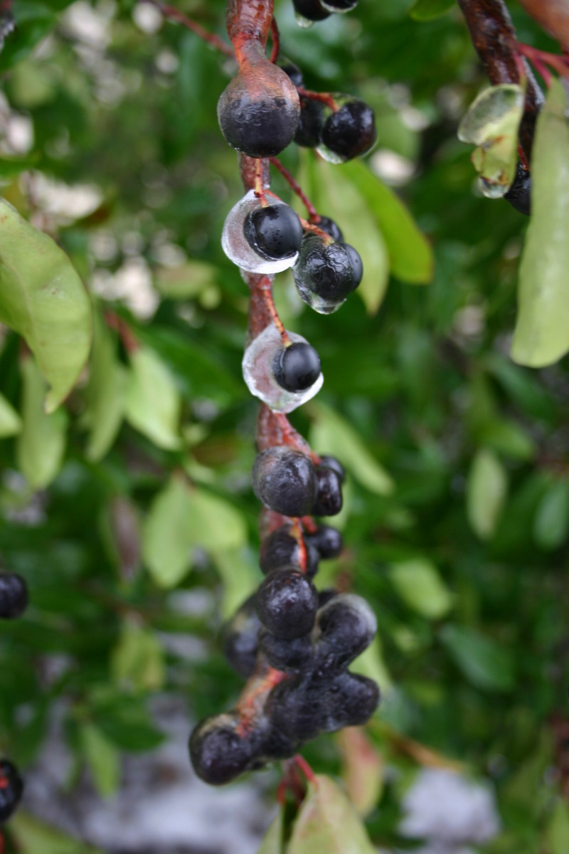 2007-01-18-Ice-Storm-Austin-29-berries.JPG