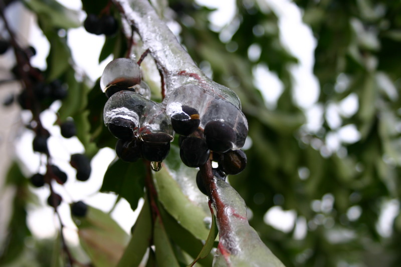 2007-01-18-Ice-Storm-Austin-30-berries.JPG