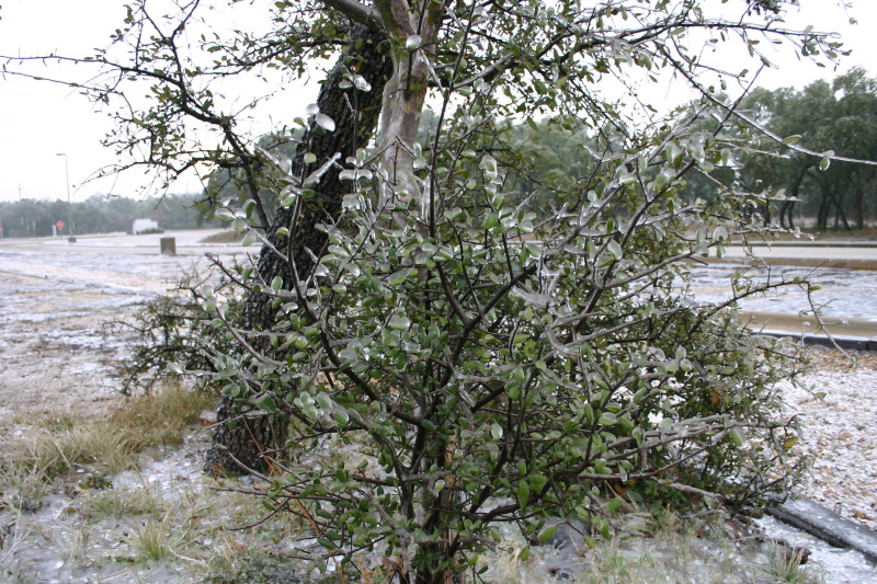 2007-01-18-Ice-Storm-Austin-31.JPG