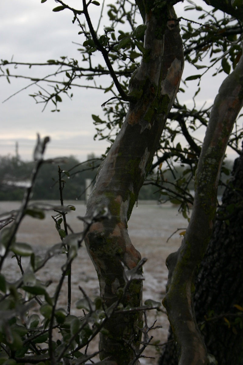 2007-01-18-Ice-Storm-Austin-33.JPG