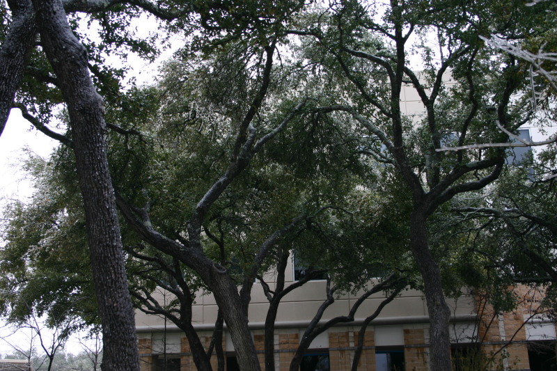 2007/01(January)/Austin-Ice-Storm/800x600_2007-01-18-Ice-Storm-Austin-42.JPG