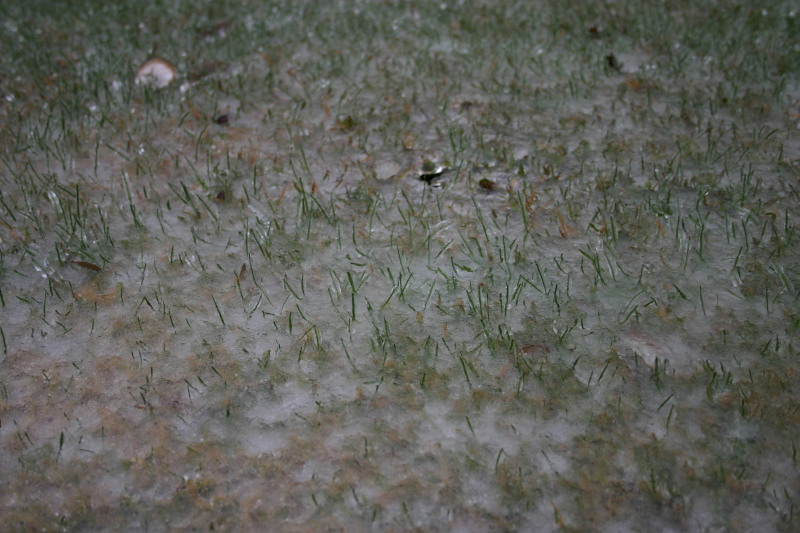 2007/01(January)/Austin-Ice-Storm/800x600_2007-01-18-Ice-Storm-Austin-45-grass.JPG