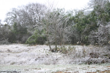 2007-01-18-Ice-Storm-Austin-15.JPG