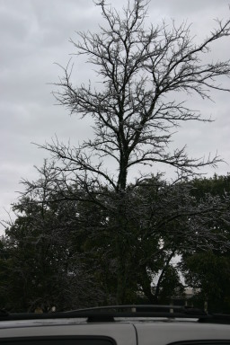 2007-01-18-Ice-Storm-Austin-22.JPG
