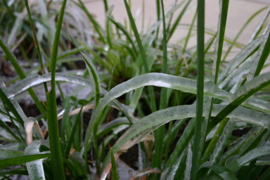 2007-01-18-Ice-Storm-Austin-26-grass.JPG