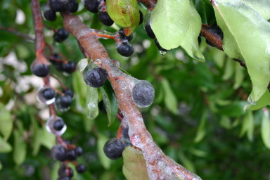 2007-01-18-Ice-Storm-Austin-27-berries.JPG
