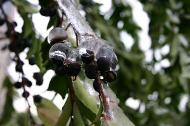 2007-01-18-Ice-Storm-Austin-30-berries.JPG