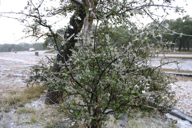 2007-01-18-Ice-Storm-Austin-31.JPG