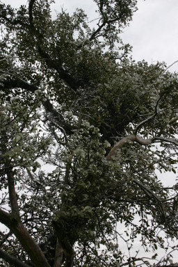 2007-01-18-Ice-Storm-Austin-32.JPG