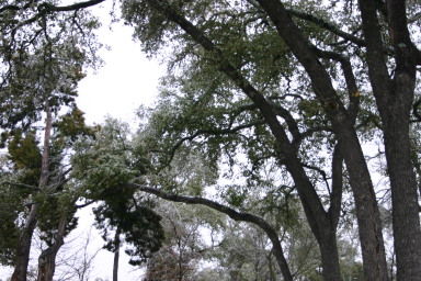 2007-01-18-Ice-Storm-Austin-36.JPG