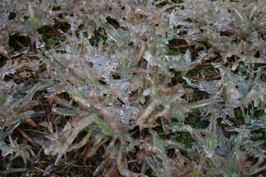 2007-01-18-Ice-Storm-Austin-38-grass.JPG