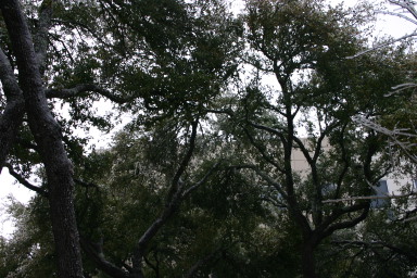 2007-01-18-Ice-Storm-Austin-41.JPG
