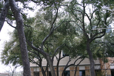 2007-01-18-Ice-Storm-Austin-43.JPG