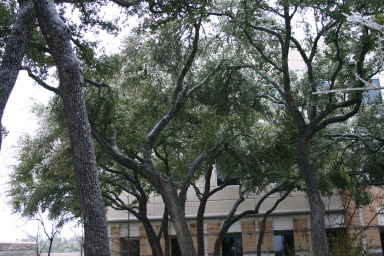 2007-01-18-Ice-Storm-Austin-44.JPG
