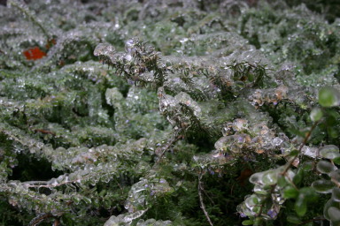 2007-01-18-Ice-Storm-Austin-47.JPG