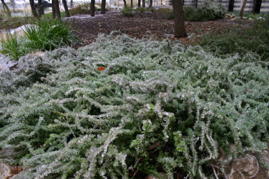 2007-01-18-Ice-Storm-Austin-48.JPG
