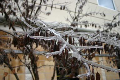 2007-01-18-Ice-Storm-Austin-51.JPG