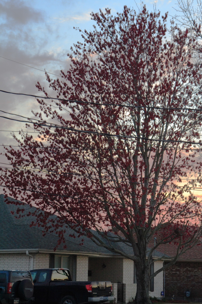 2007/02(February)/02_15_3_Miscellaneous/800x600_2007-02-15-Sunset-2.JPG