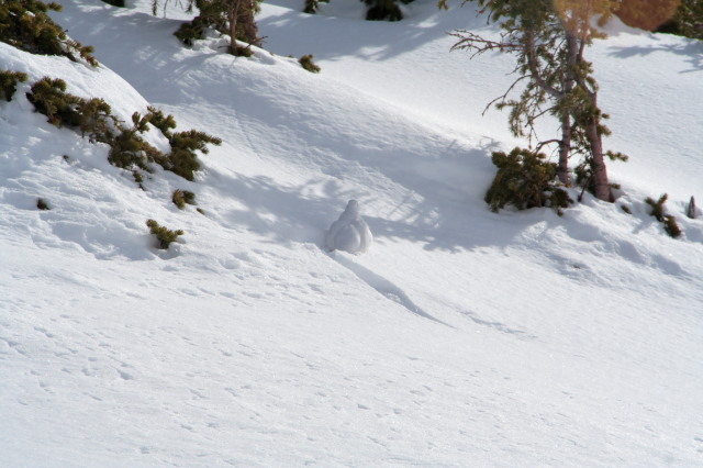 2007/03(March)/03_13_Loveland_Ski_Trip_Day_4/640x480_2007-03-13-Loveland-Ski-Trip-058-snowbird.JPG