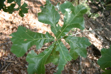 IMG_0742.JPG