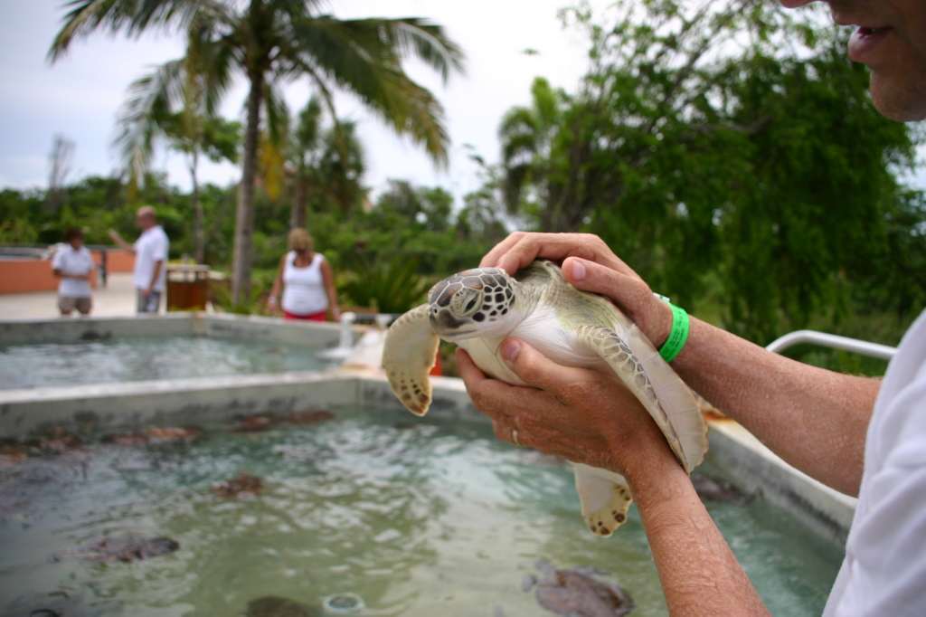 2007/09(September)/2007-Disney-Cruise/Day4-Grand-Cayman/1024x768_2007-09-25-Disney-Magic-Cruise-26-Grand-Cayman-Turtle-farm.JPG