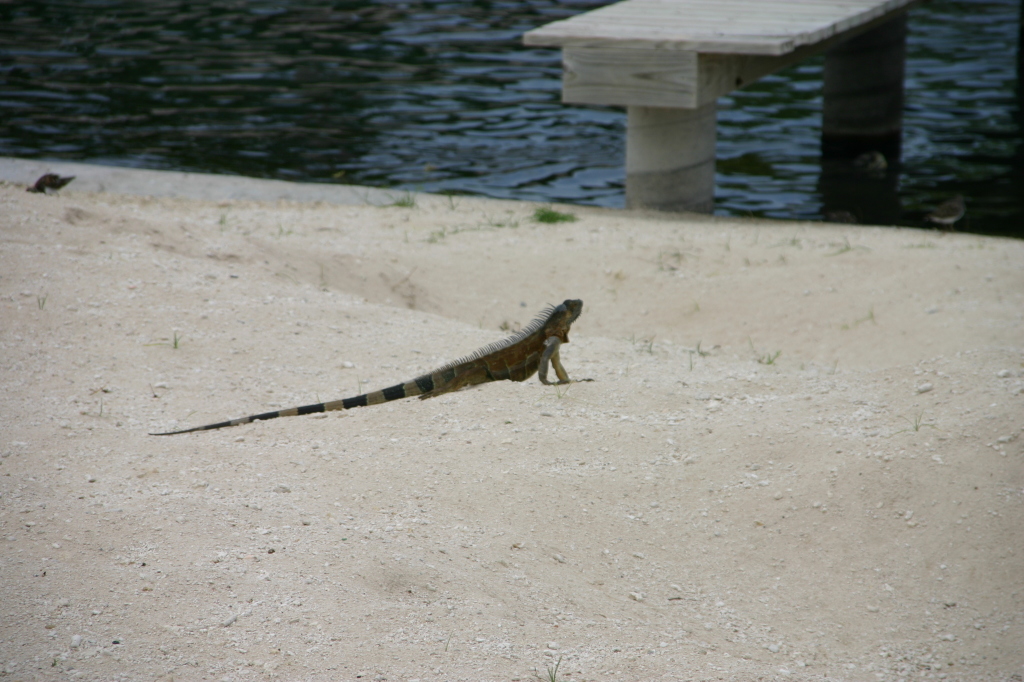 2007/09(September)/2007-Disney-Cruise/Day4-Grand-Cayman/1024x768_2007-09-25-Disney-Magic-Cruise-27-Grand-Cayman-Turtle-farm-Gecko.JPG