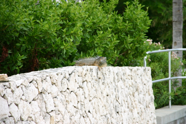 2007/09(September)/2007-Disney-Cruise/Day4-Grand-Cayman/640x480_2007-09-25-Disney-Magic-Cruise-28-Grand-Cayman-Turtle-farm-Gecko.JPG