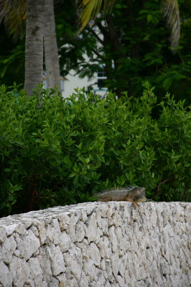 2007/09(September)/2007-Disney-Cruise/Day4-Grand-Cayman/640x480_2007-09-25-Disney-Magic-Cruise-29-Grand-Cayman-Turtle-farm-Gecko.JPG