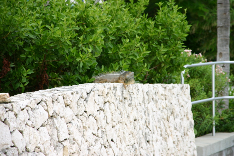 2007/09(September)/2007-Disney-Cruise/Day4-Grand-Cayman/800x600_2007-09-25-Disney-Magic-Cruise-28-Grand-Cayman-Turtle-farm-Gecko.JPG