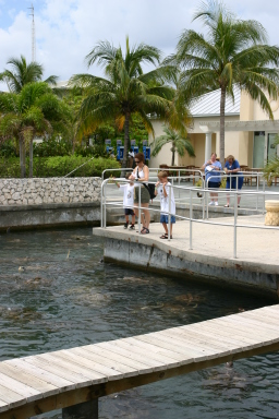 2007-09-25-Disney-Magic-Cruise-05-Grand-Cayman-Turtle-farm-Dax-Suzi-Chance.JPG