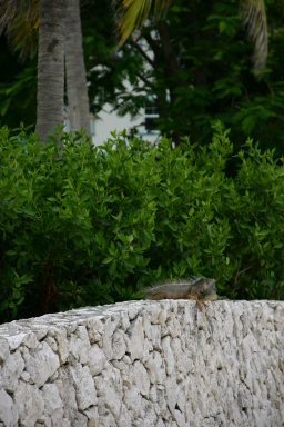 2007-09-25-Disney-Magic-Cruise-29-Grand-Cayman-Turtle-farm-Gecko.JPG
