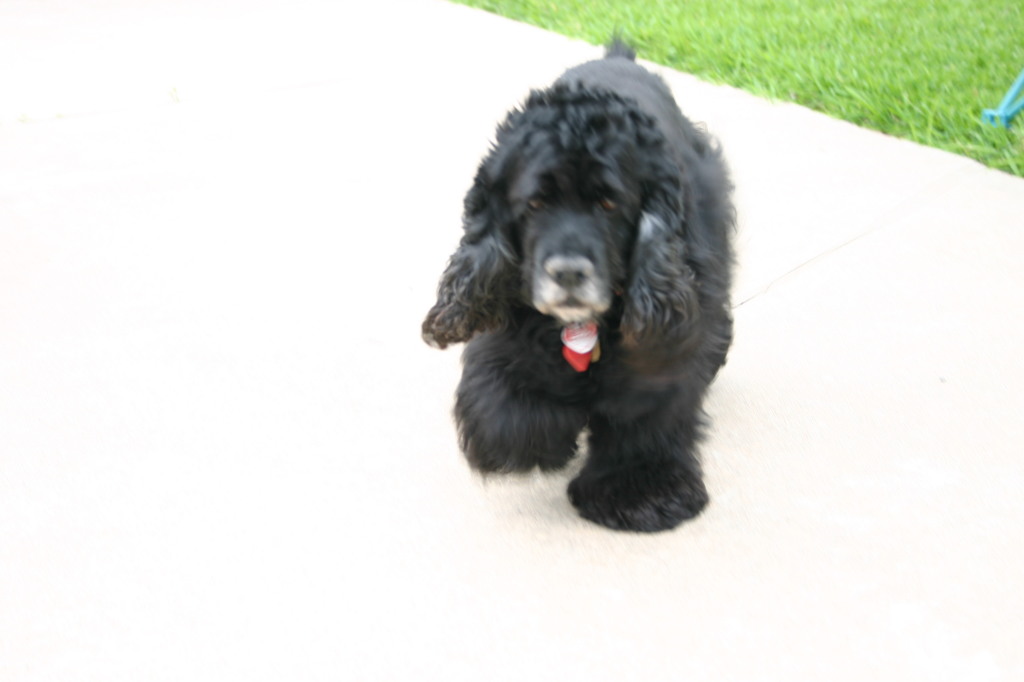 2007/11(November)/Scout-Remembered/1024x768_2006-05-14-Mothers-Day-14-scout.JPG