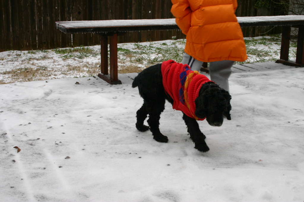 2007/11(November)/Scout-Remembered/1024x768_2007-01-16-Ice-Storm-Austin-4-Scout.JPG