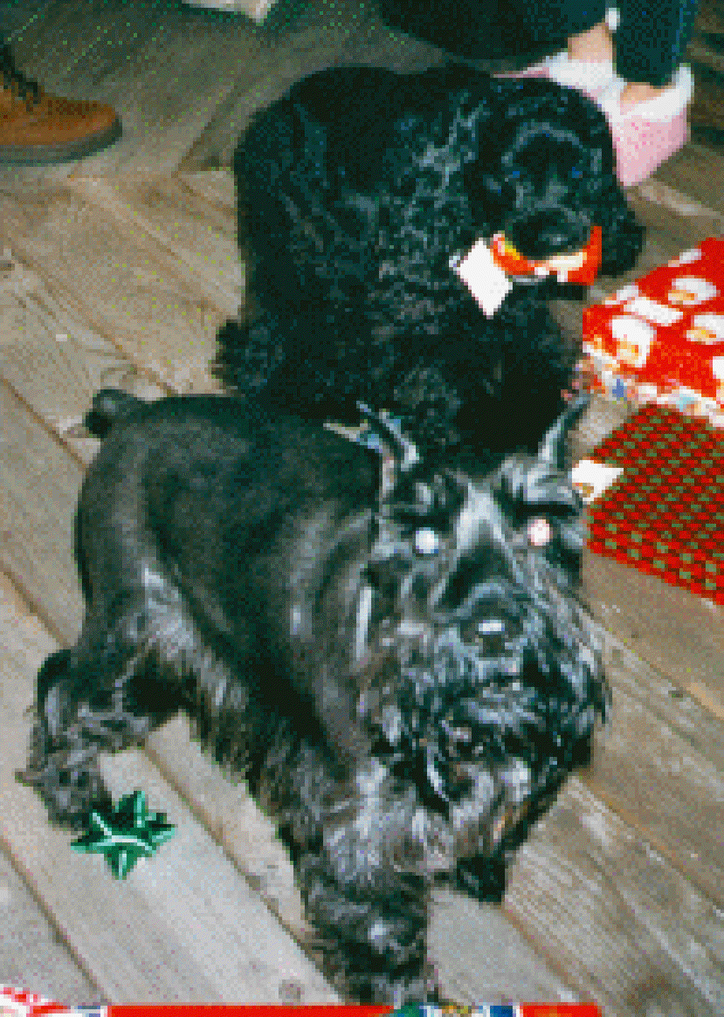 2007/11(November)/Scout-Remembered/1024x768_scoutdoc.gif