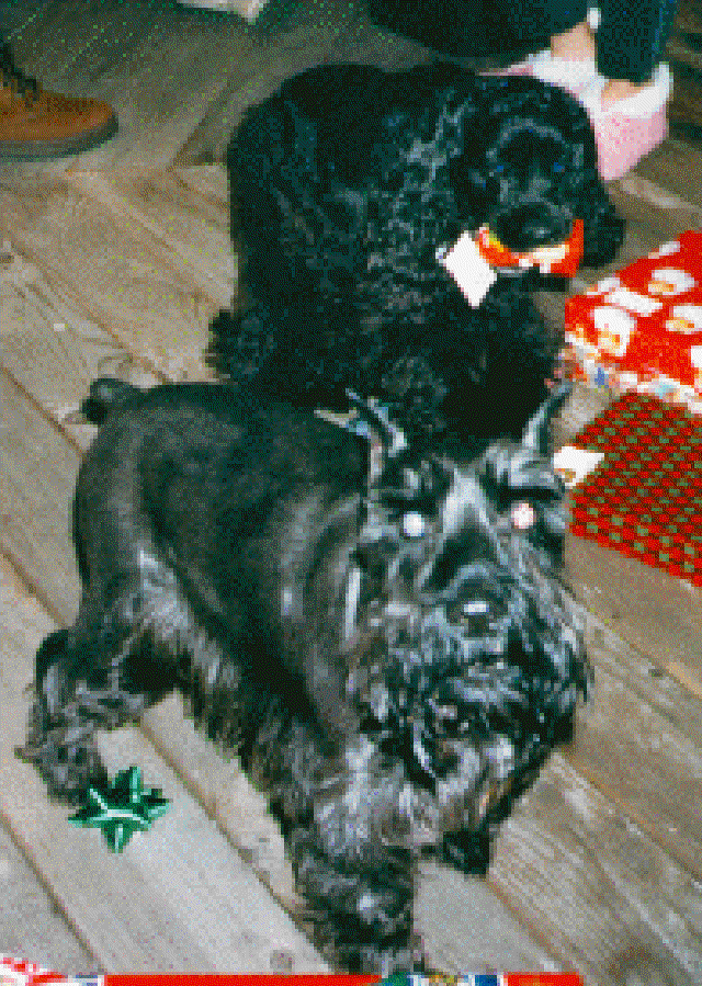 2007/11(November)/Scout-Remembered/640x480_scoutdoc.gif