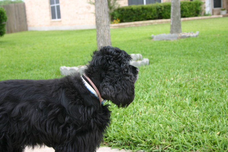 2007/11(November)/Scout-Remembered/800x600_2006-05-14-Mothers-Day-13-scout.JPG