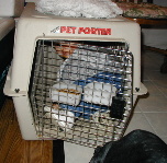 2000-11-11-Chance-Scout-kennel-2.jpg