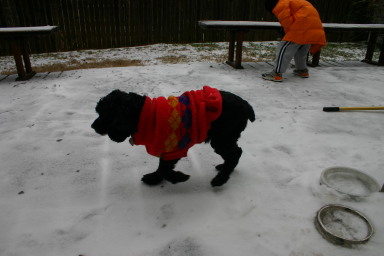 2007-01-16-Ice-Storm-Austin-6-Scout.JPG