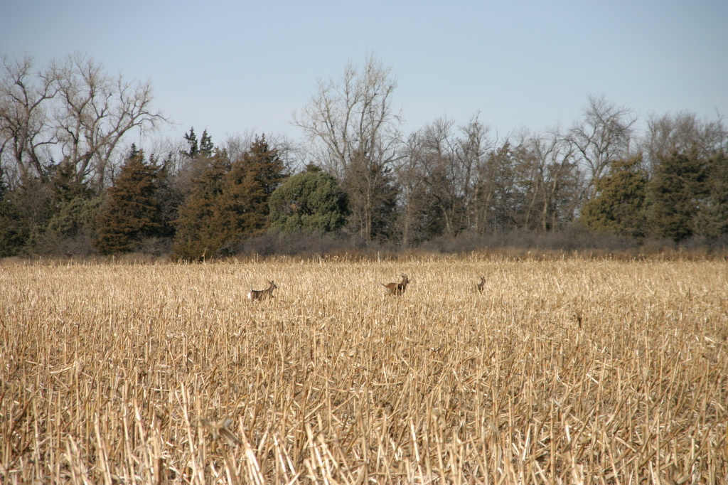 2007/11(November)/South-Dakota-Hunting/1024x768_IMG_3515.JPG