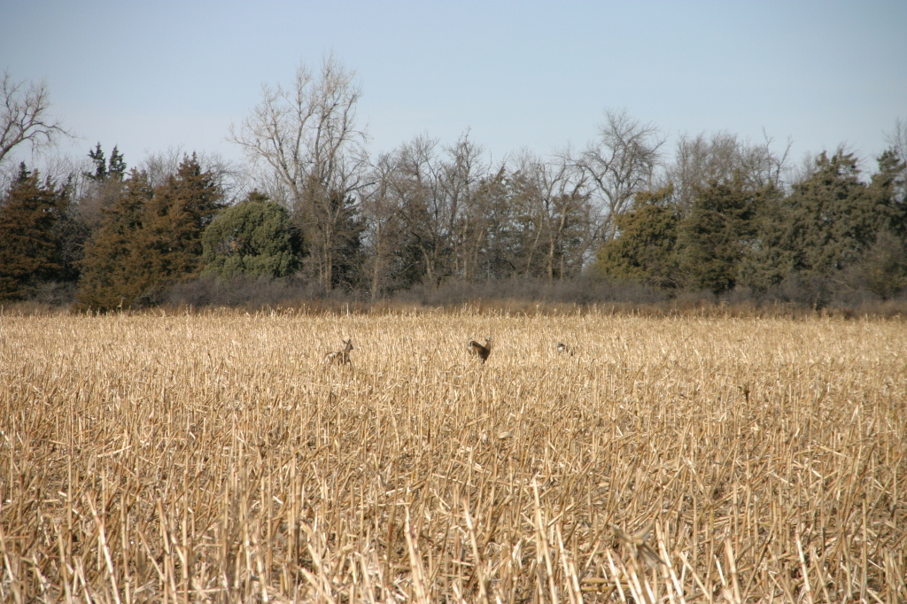2007/11(November)/South-Dakota-Hunting/1024x768_IMG_3516.JPG