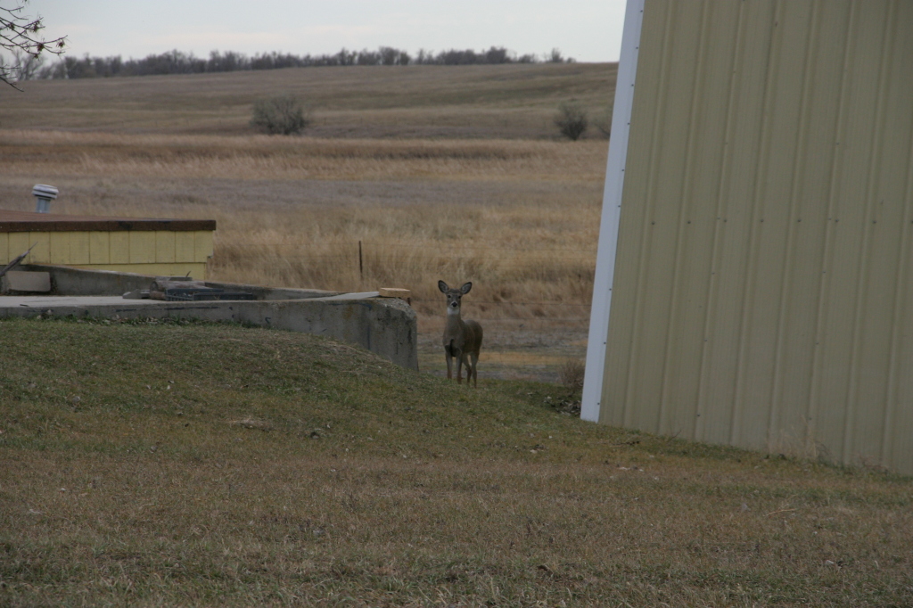 2007/11(November)/South-Dakota-Hunting/1024x768_IMG_3536.JPG