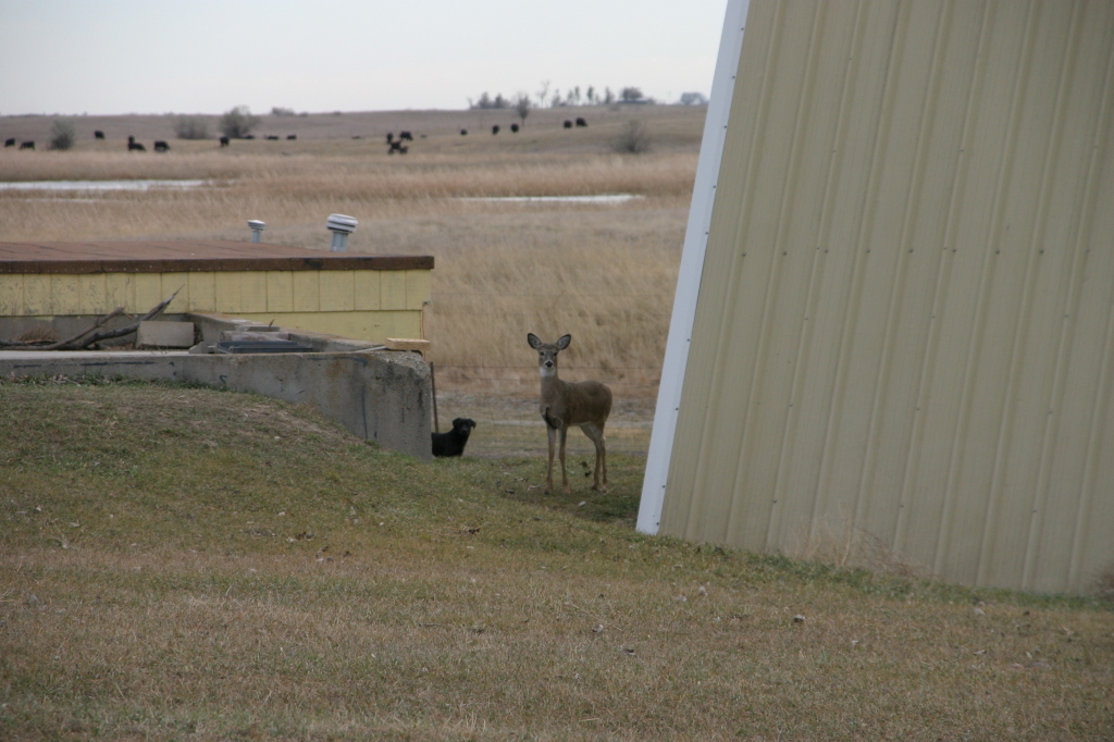 2007/11(November)/South-Dakota-Hunting/1024x768_IMG_3537.JPG