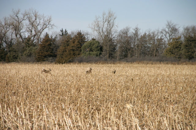 2007/11(November)/South-Dakota-Hunting/640x480_IMG_3514.JPG