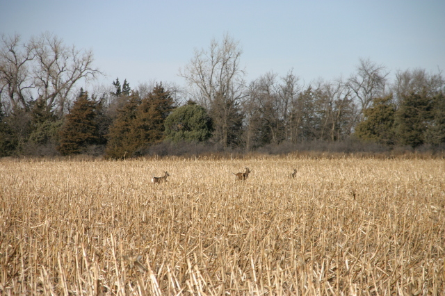 2007/11(November)/South-Dakota-Hunting/640x480_IMG_3515.JPG