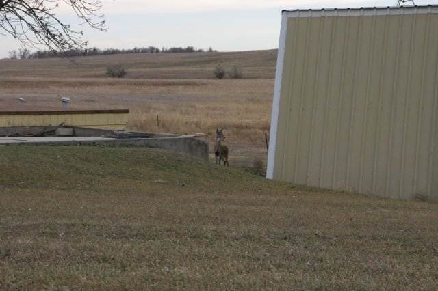 2007/11(November)/South-Dakota-Hunting/640x480_IMG_3534.JPG